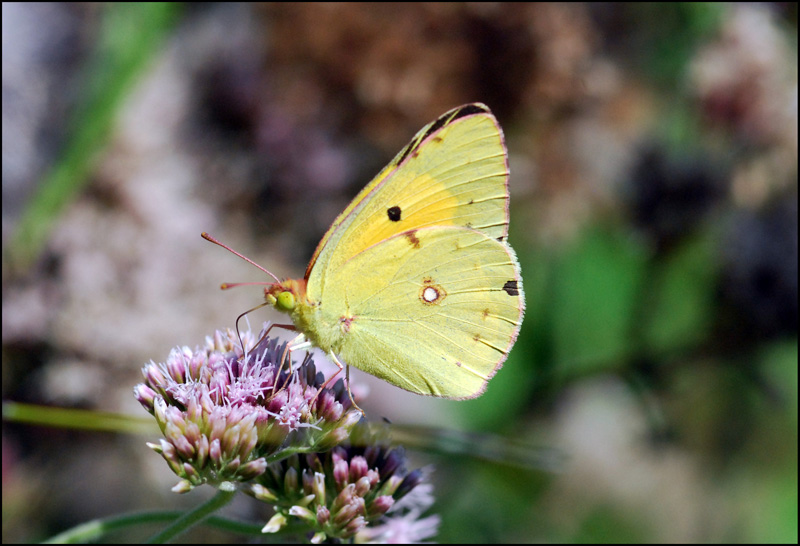 Colias crocea?
